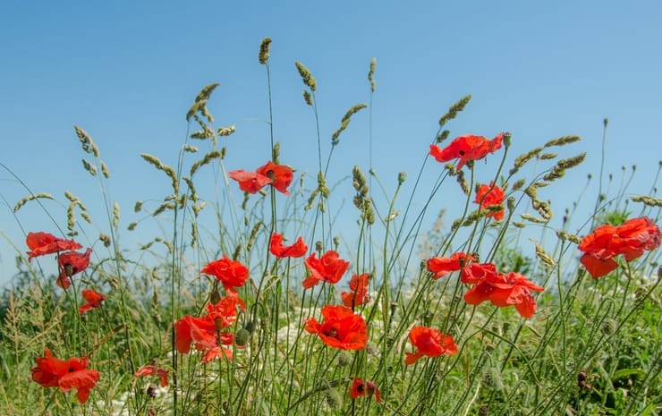 Royal British Legion Swiss